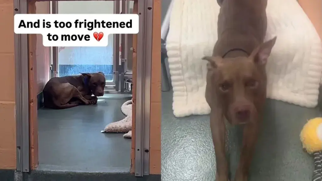 A Frightened Shelter Dog Searches For Safety