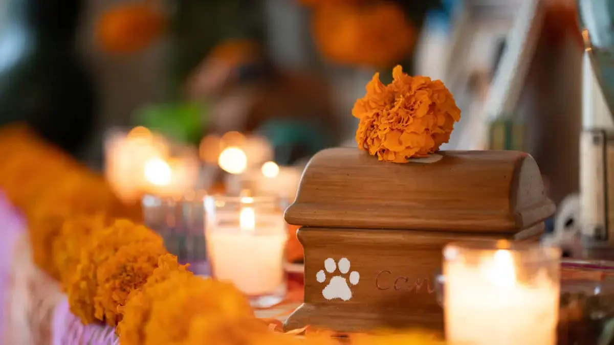 Tragic Veterinary Error Leads to Premature Euthanasia of Family Pet