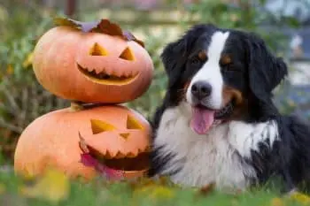 Halloween Dog Treats and Toys Bring Spooky Fun for Furry Friends