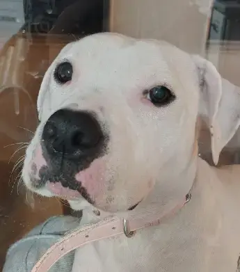 Trixie the Deaf Pit Bull Seeks a Quiet Home as the Only Pet