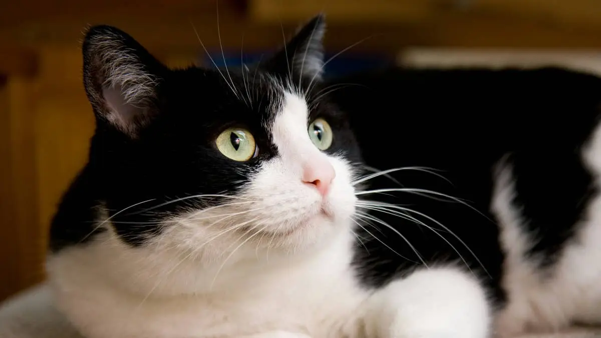 Tuxedo Cat’s Mirror Misadventure Ends in a Bizarre Collision