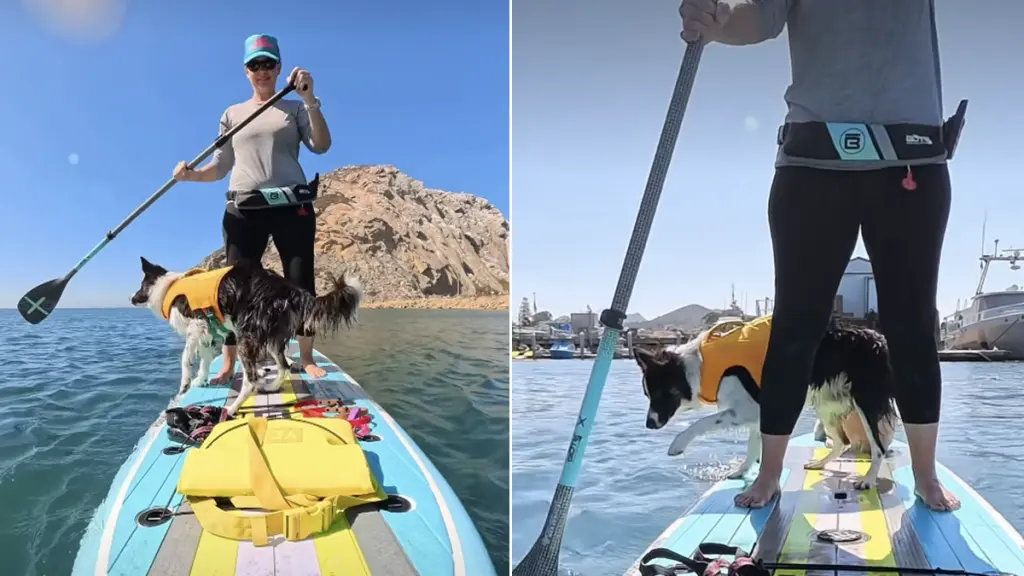 Two Dogs Share a Paddleboard, but One Books a Cruise & the Other Signs Up for Adventure