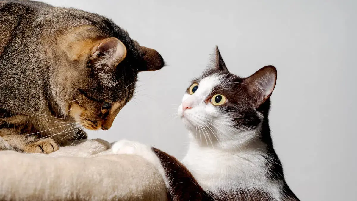 Two Feline Rivals Clash for Dominance on the Highest Perch