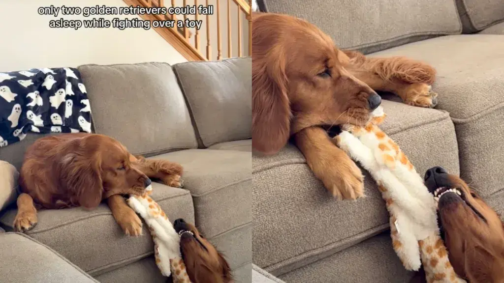 Two Golden Retrievers Fall Asleep Mid-Tug-of-War, Refusing to Drop the Toy