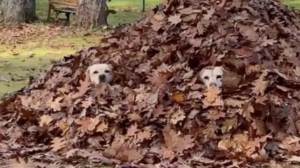 Playful Labradors Transform Autumn Yardwork Into Hide-And-Seek Game
