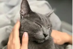 The Ultimate Guide to Quiet Cat Breeds for Peaceful Households