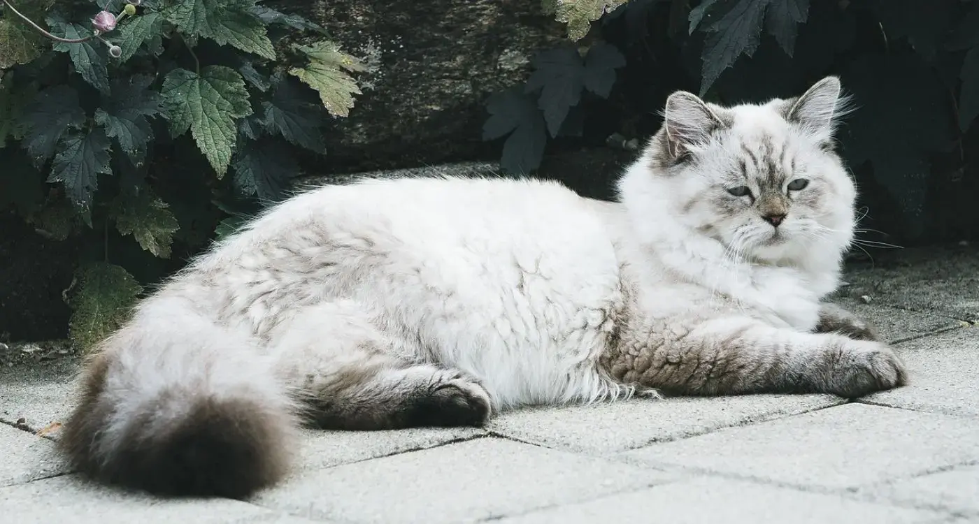 Unbelievable Cat Facts That Are Actually True