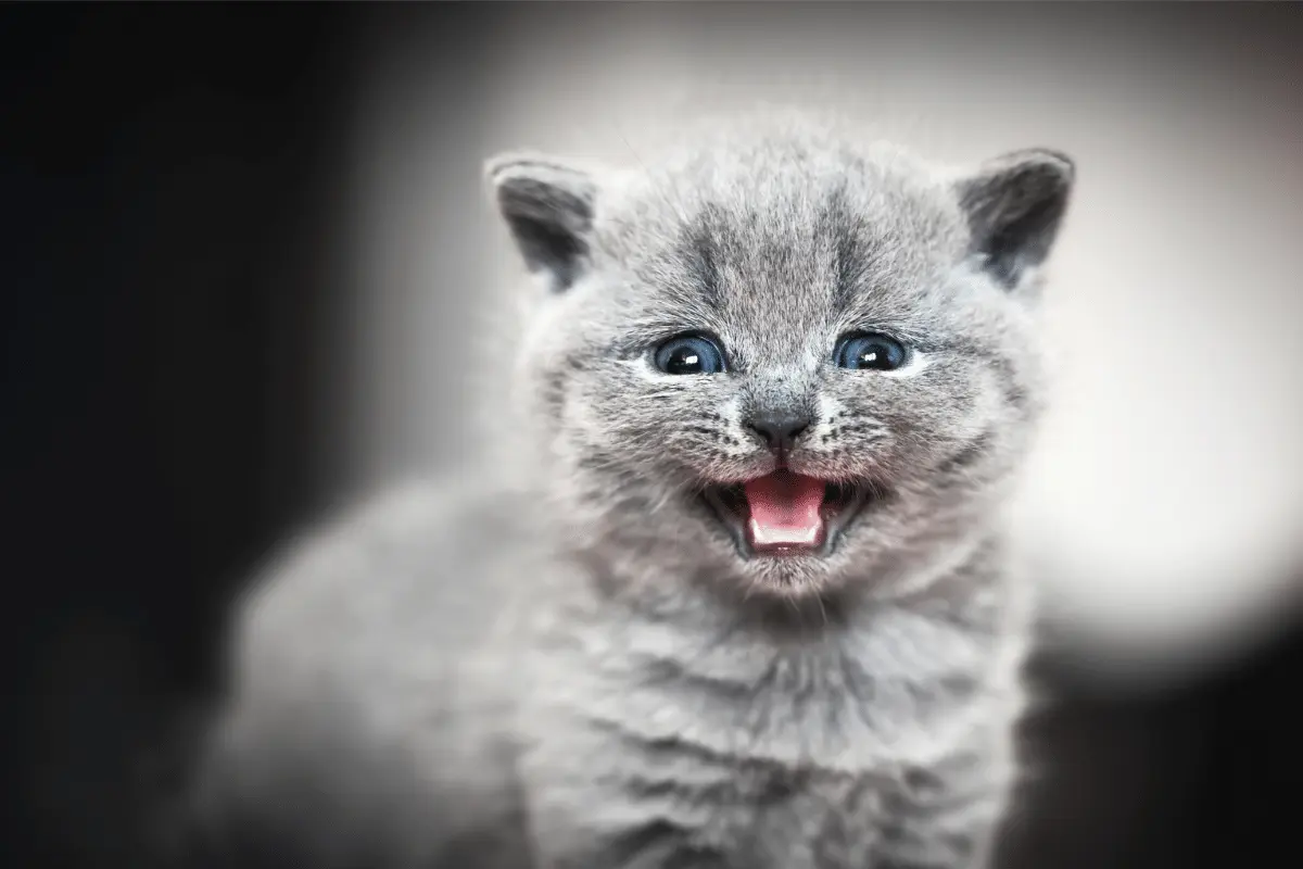 Why Your Cat Meows at Night: Understanding Feline Vocalization