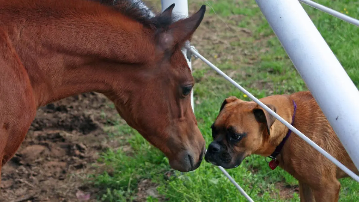 Patience Wins the Day as Puppy Befriends Horse