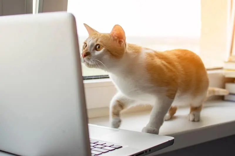 Free Digital Upgrades for New York City Animal Rescues