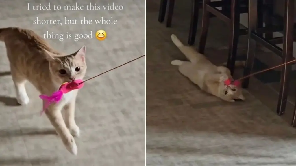 Cat Refuses to Accept That His Toy Is Attached to the Door & Launches a Full Tug-of-War
