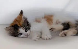 Top Cat Treats for Sensitive Stomachs