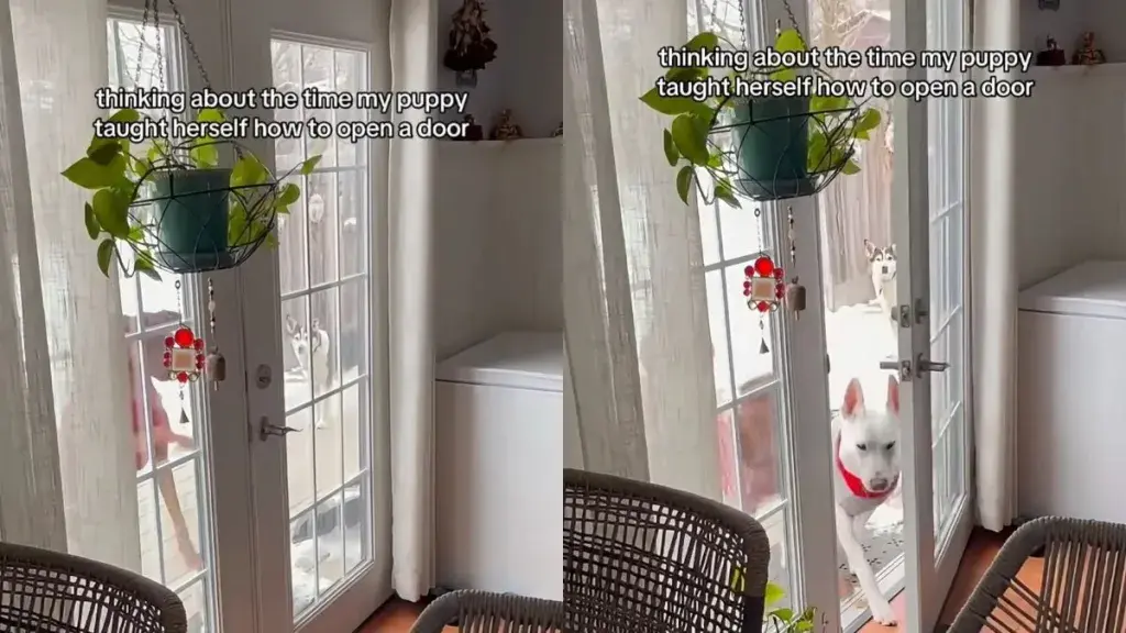 Clever Pup Opens Door Solo, Leaves Owner Amazed
