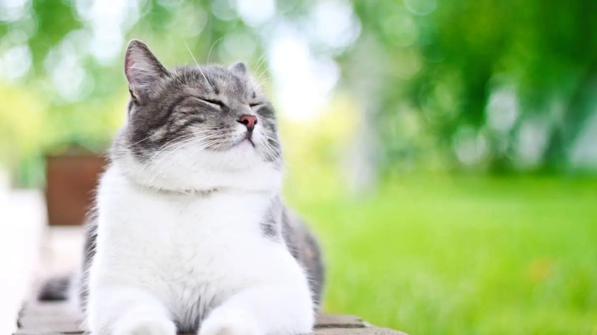 Feline Guest Stole the Show at Wedding Before Bride Arrived