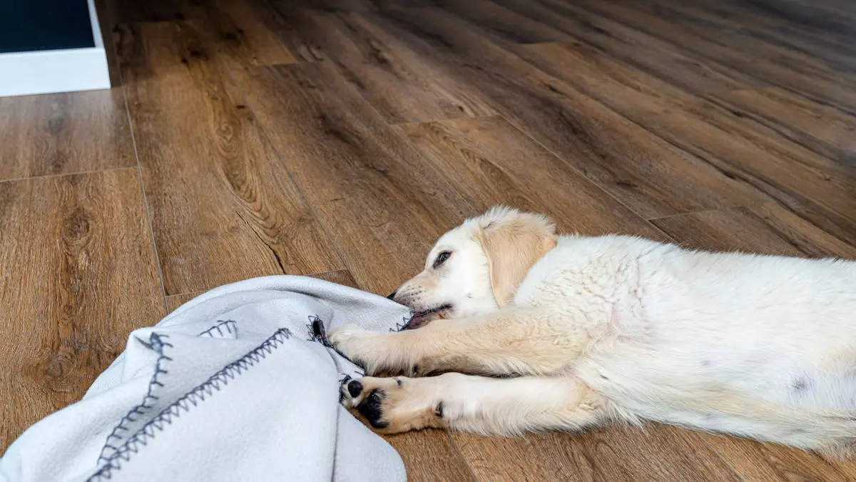 Golden Retriever Puppy Named Linus Becomes Viral Sensation for Carrying Signature Blanket
