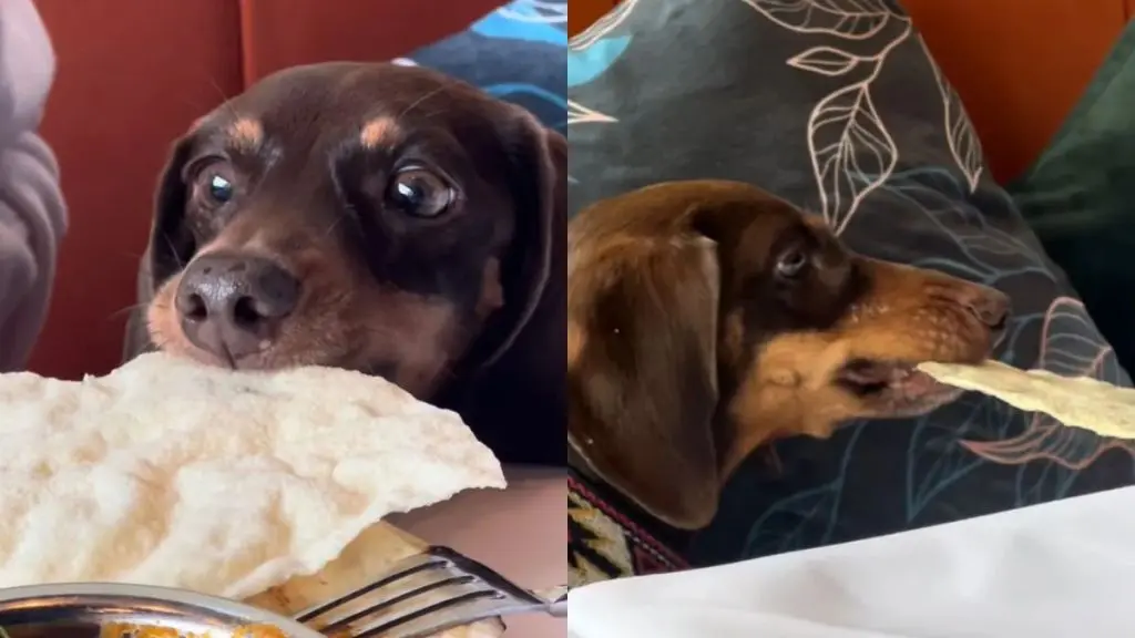 The Secret Life of a London Dachshund Inspector
