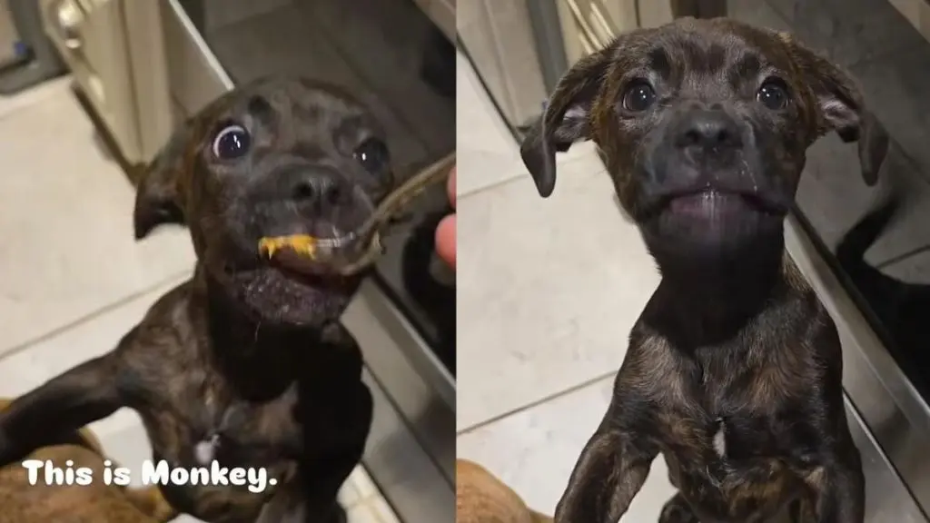 Tiny Rescue Puppy Treats Larger Dog Like Furniture During Snack Time