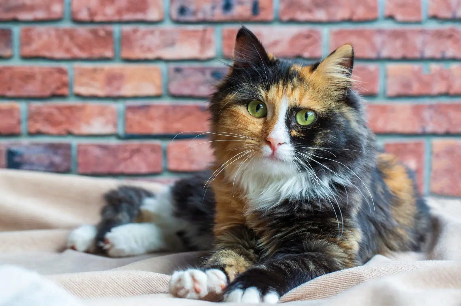 What Is Actually Happening Inside a Cat’s Mind When It Sits Still?