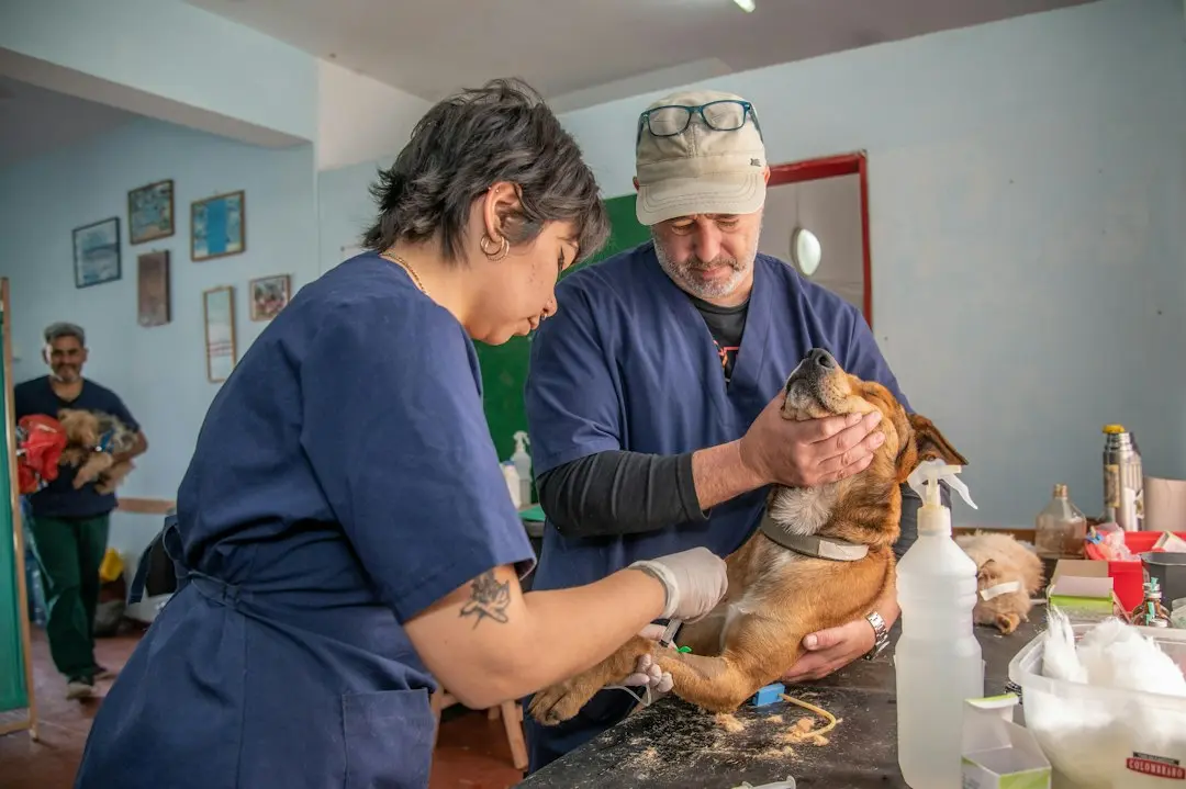 Fireworks Anxiety in Dogs: When Medication Becomes Necessary