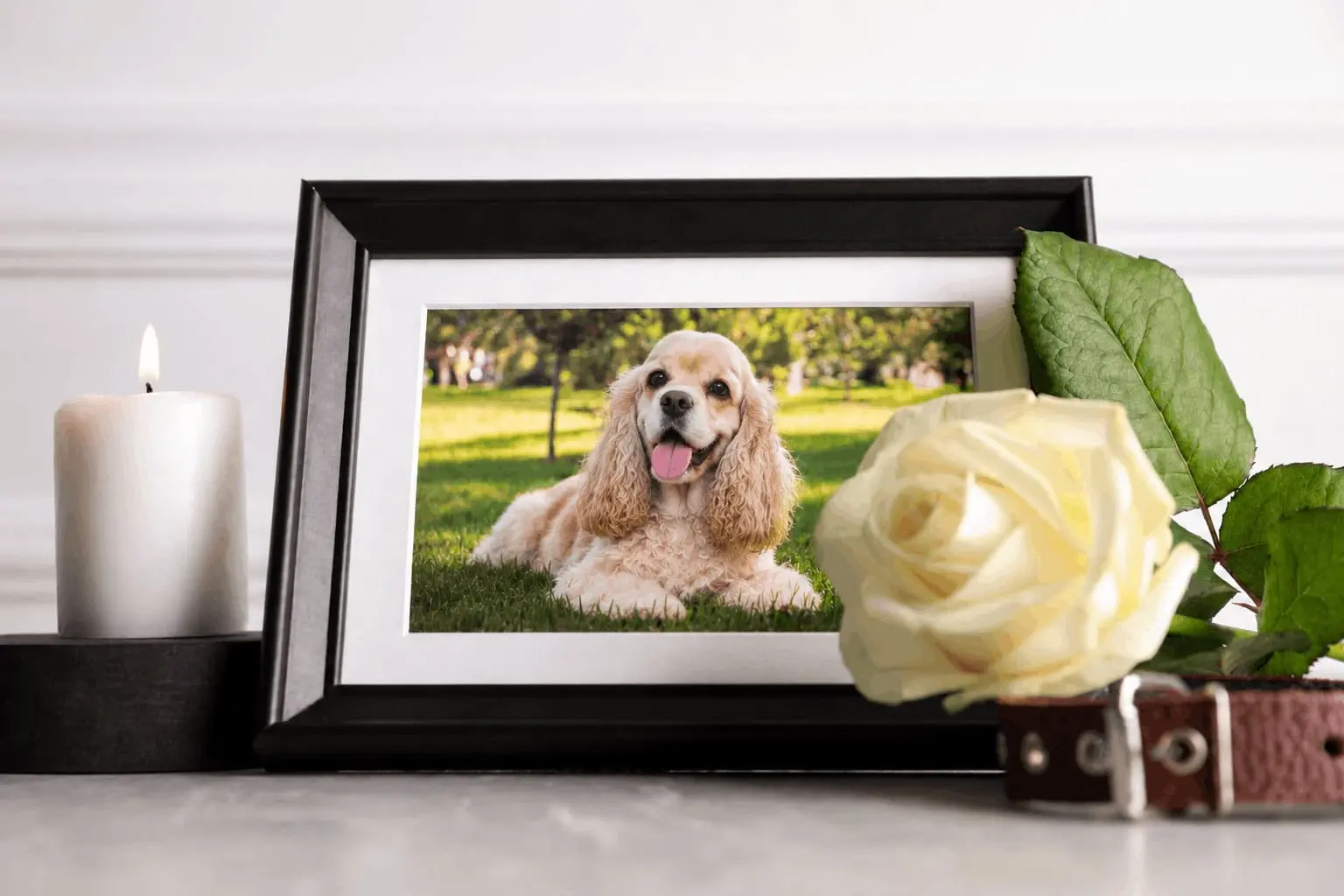How Do I Know When It’s Time to Put My Dog Down? A Veterinarian Explains