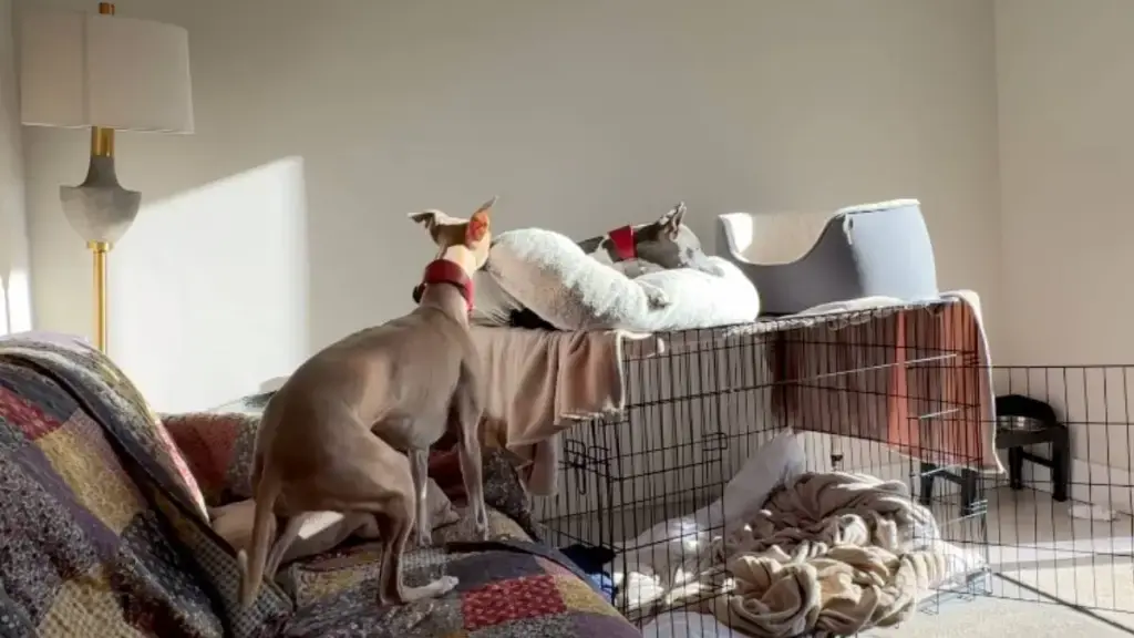 Whippet Sisters Show How Sibling Bonds Bring Joy and Chaos