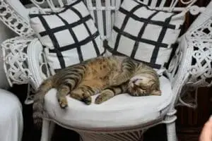 Why Cats Claim Your Favorite Chair