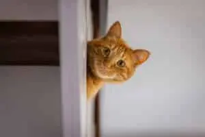 New Study Reveals Why Cats Often Favor Female Companions