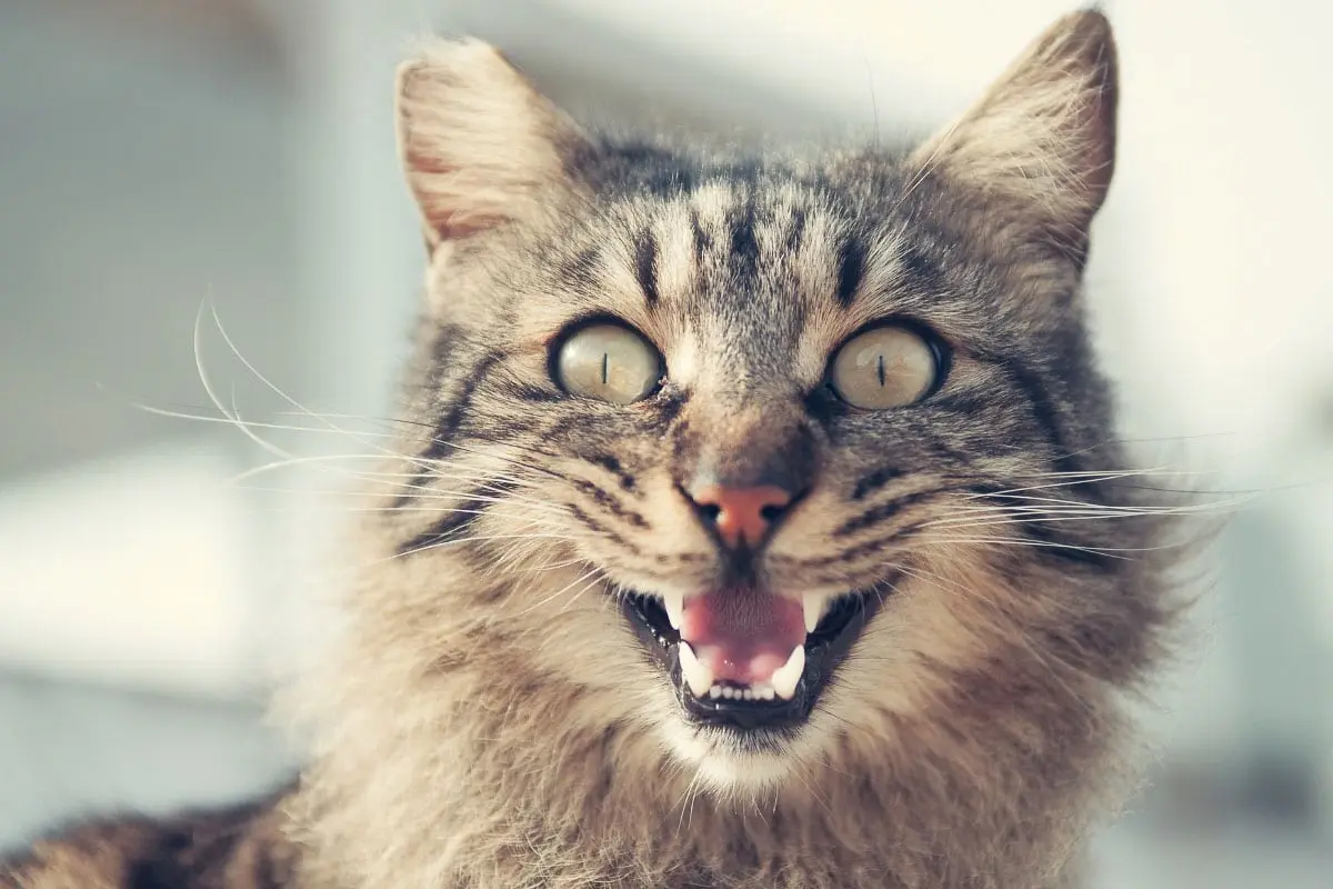 When Felines Lose Their Cool Over Life's Minor Inconveniences