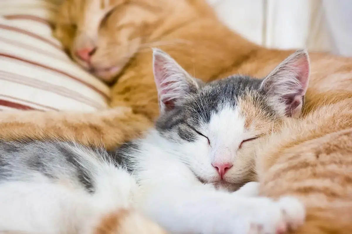 Why Cats Spend Half Their Day Sleeping