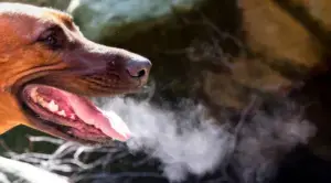 Why Chronic Bad Breath in Dogs Demands Immediate Attention