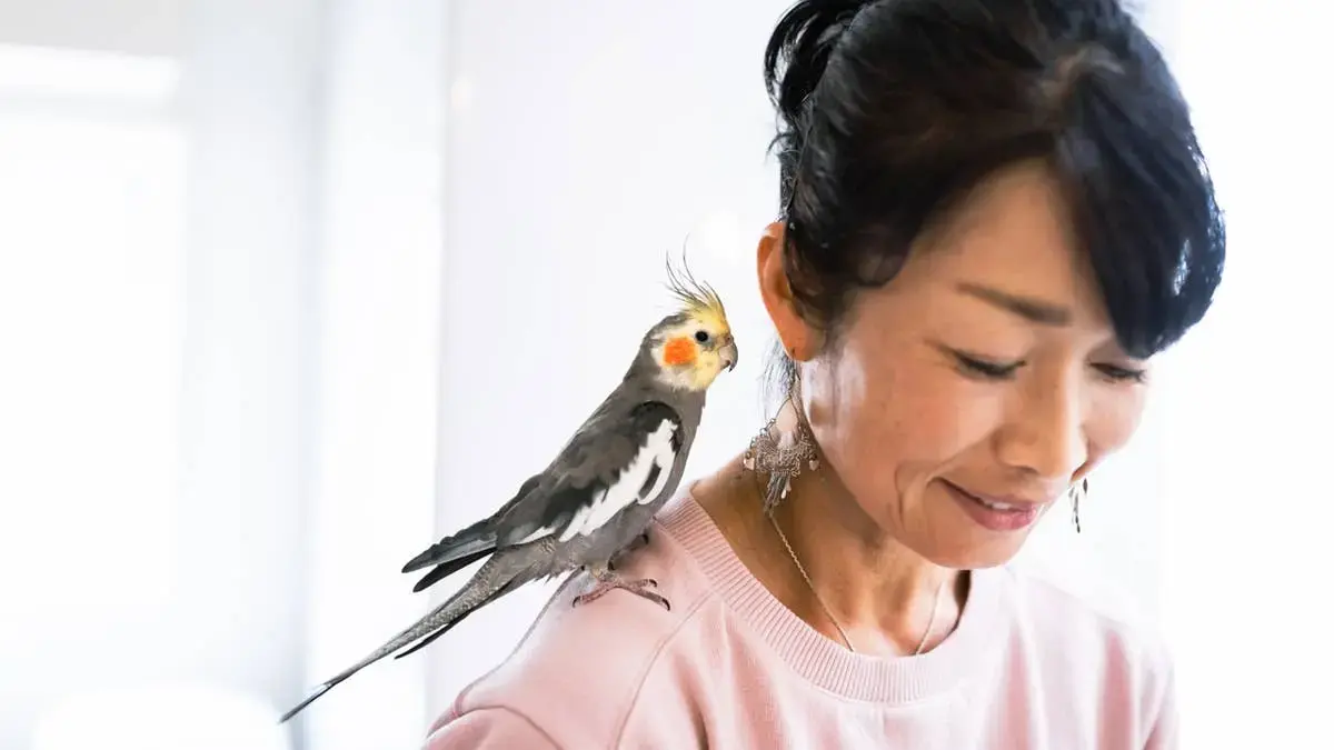 Why Cockatiels Dominate the Pet Bird Market in America