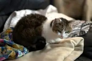 Cats and Laundry: Why Your Folded Clothes Attract Feline Attention