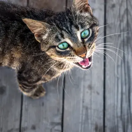 Why Do Some Cats Meow More Than Others?