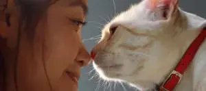 Why Does My Cat Want To Touch Noses With Me?