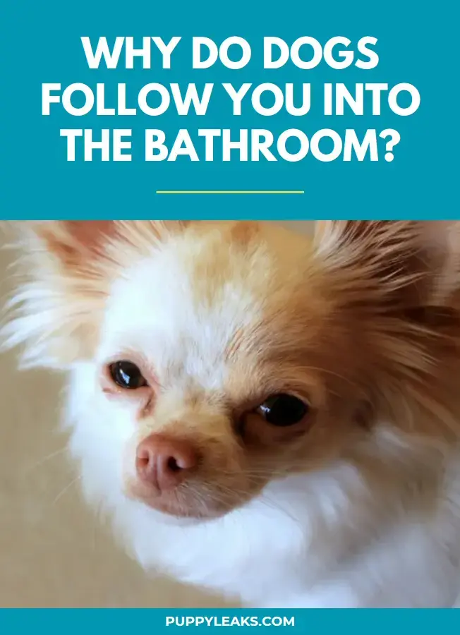Why Dogs Keep Following You Into the Bathroom
