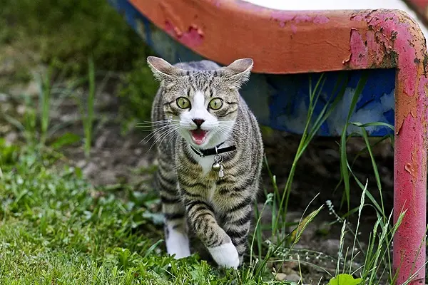 Decoding Sudden Shifts in Feline Conduct