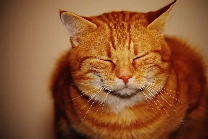 Why Tabby Cats Bear an „M” on Their Foreheads