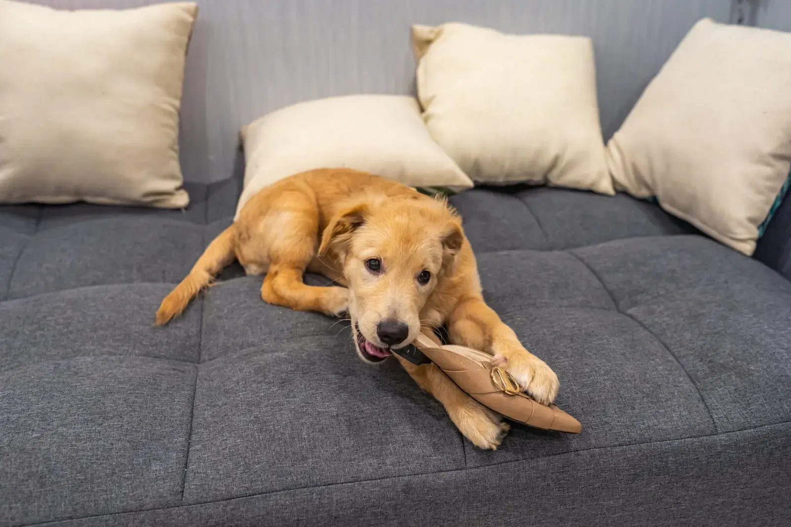 Why Your Dog Chews: Understanding Instinct, Teething, and Separation Anxiety