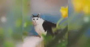 Woman Transforms Cat’s Cancer Battle Into Garden of Hope