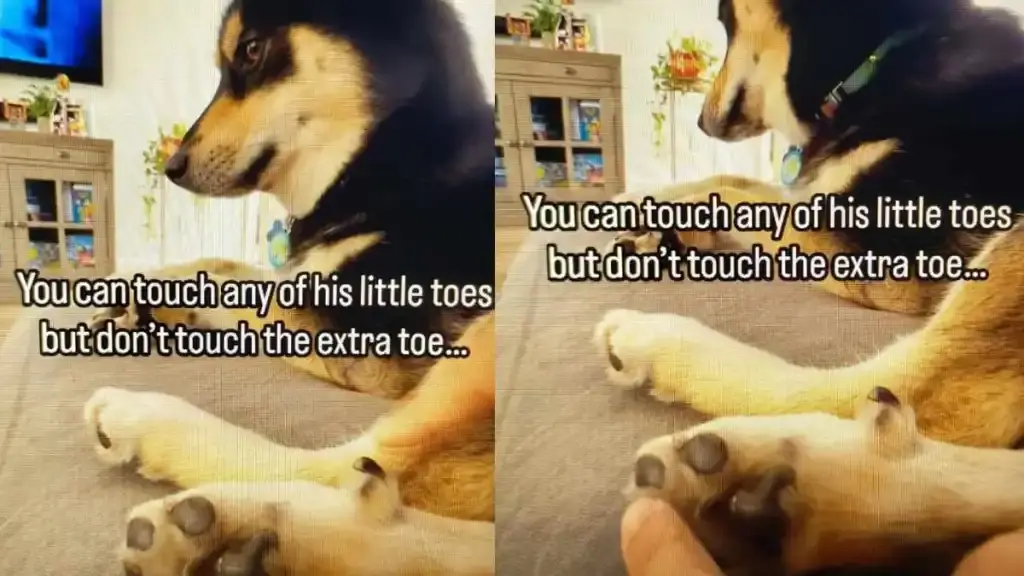 Dog Owner Discovers New Petting Rule After Touching Sensitive Toe