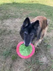 Can Dogs Safely Use Zofran for Nausea Relief?