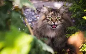 10 Cat Breeds With Long, Fluffy, and Bushy Tails