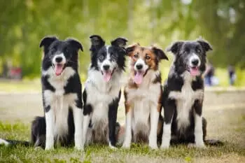 10 Dog Breeds Similar to Border Collies, Ranked for 2026