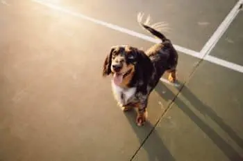 Eleven Dog Breeds That Always Look Like They're Up to Something