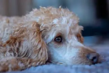 Eleven Dog Breeds That Look Like They Are Deep In Thought