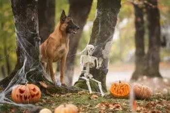 Curious Canines: Breeds That Would Brave a Haunted House