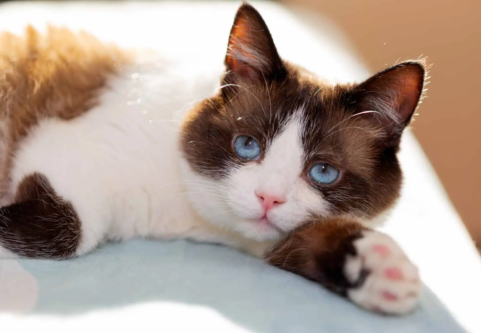 11 Power Moves Your Cat Pulls on You Every Day — and You Fall for Them All