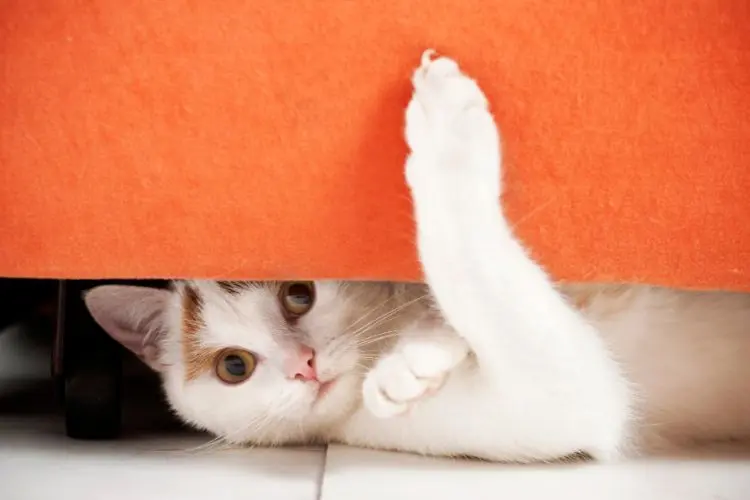 Cats Follow 11 Secret Rules That Explain Their Behavior