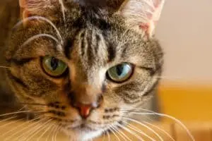 11 Things Your Cat Notices About You Every Day