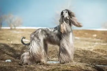 13 Ancient Dog Breeds With Traits That Still Shine Today